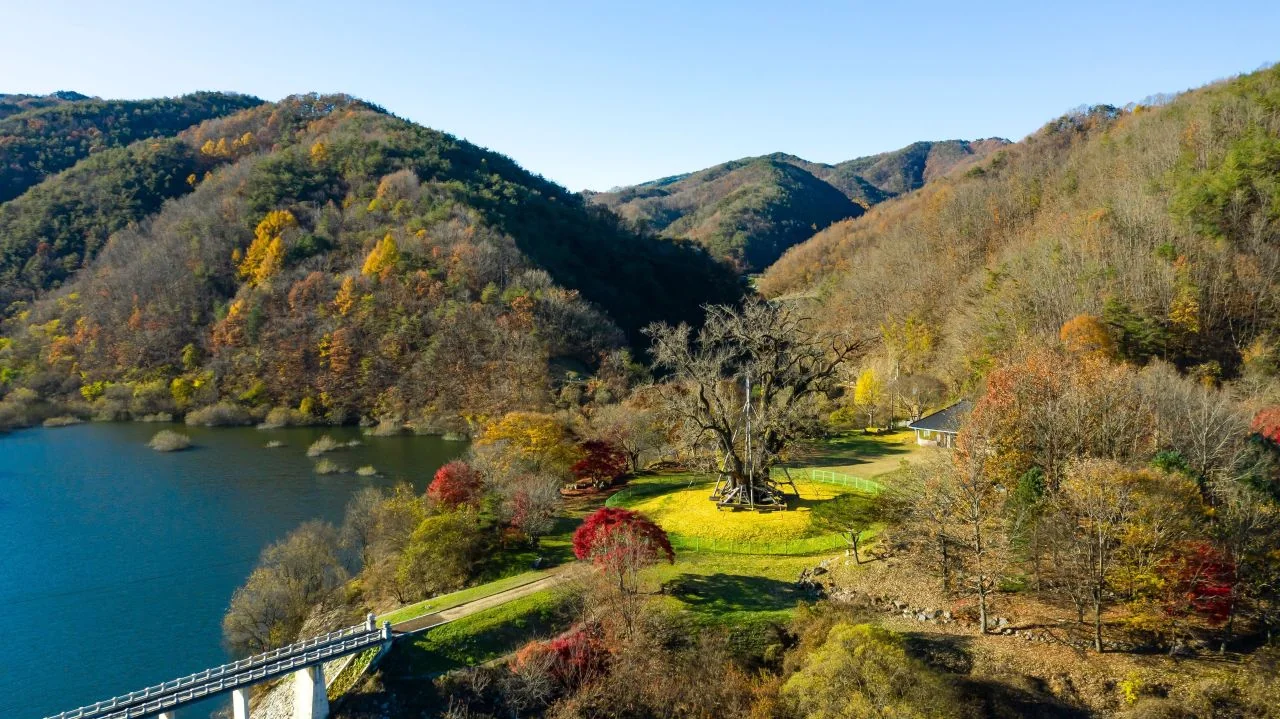노거수
