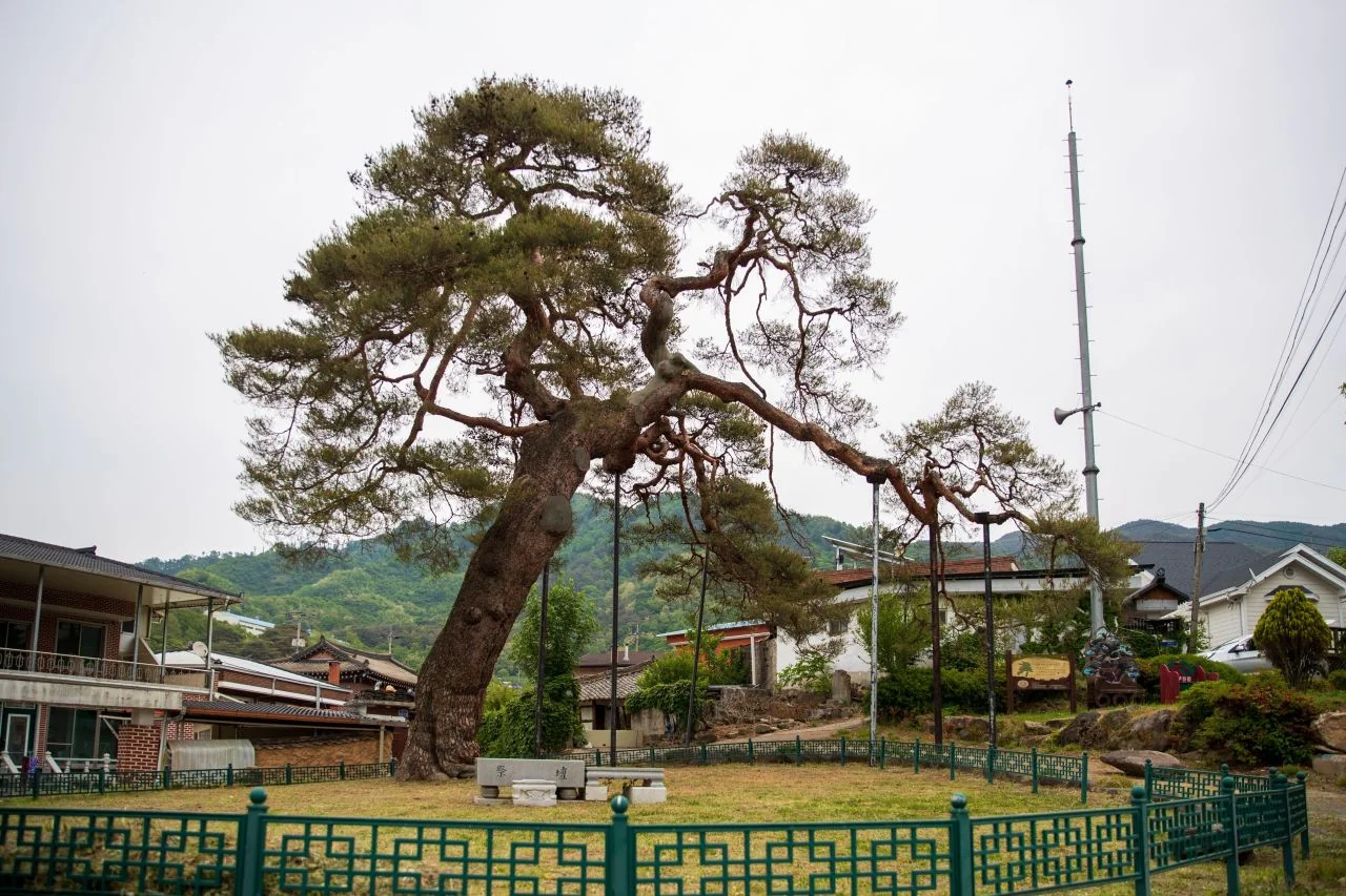 소나무