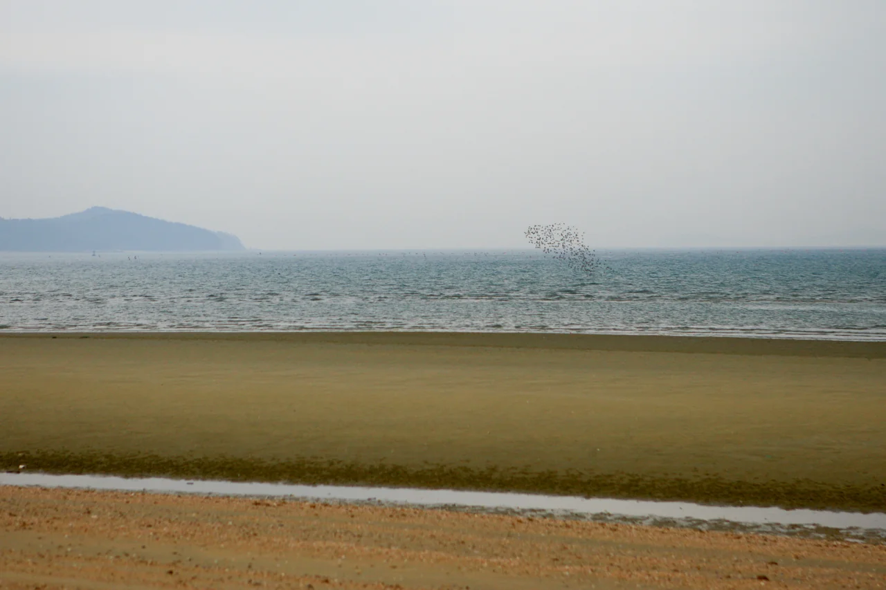 모래톱