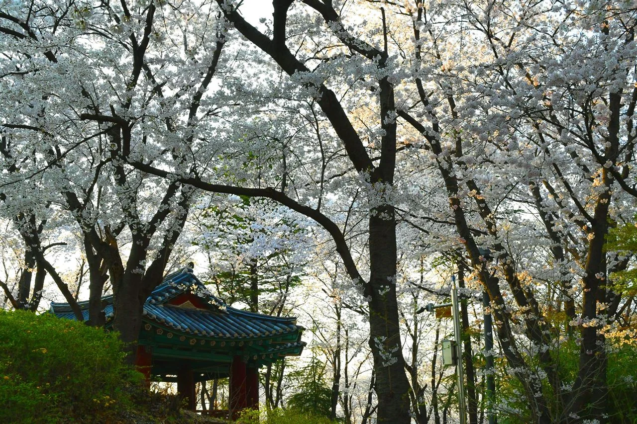 벚나무