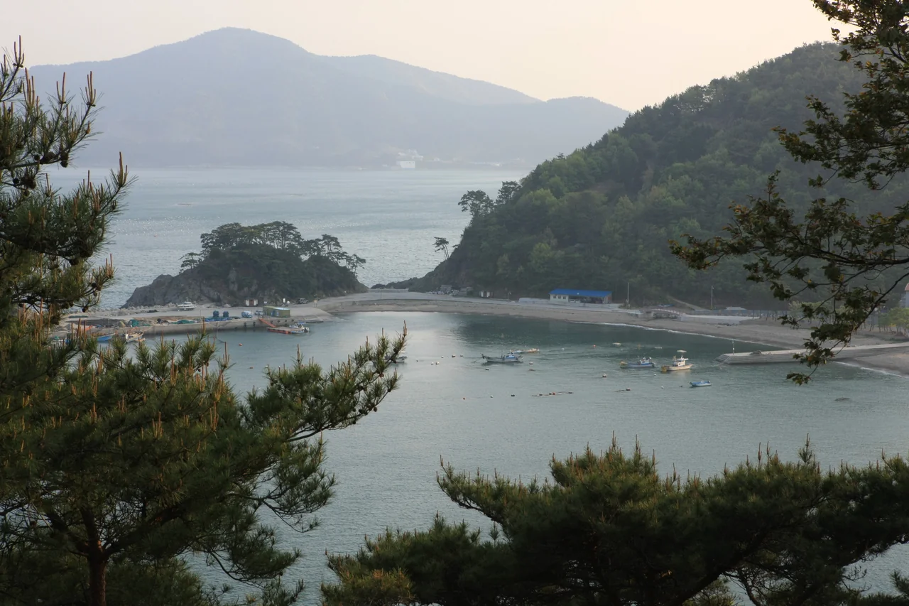 소나무