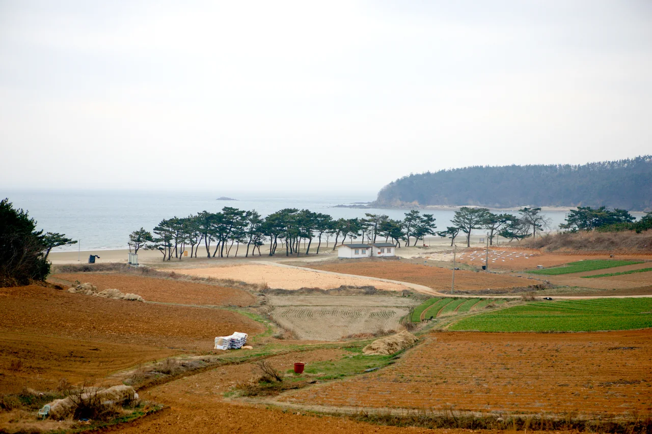 밭
