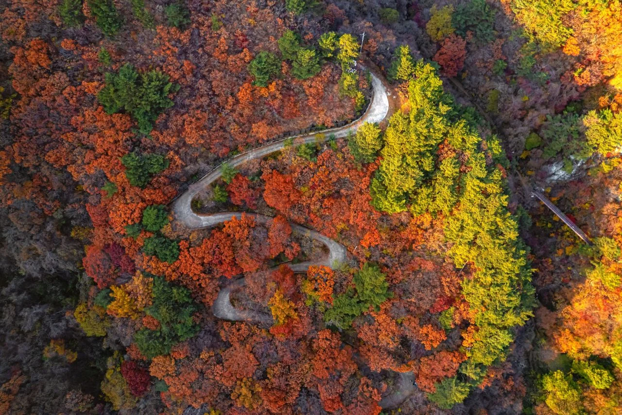 단풍숲