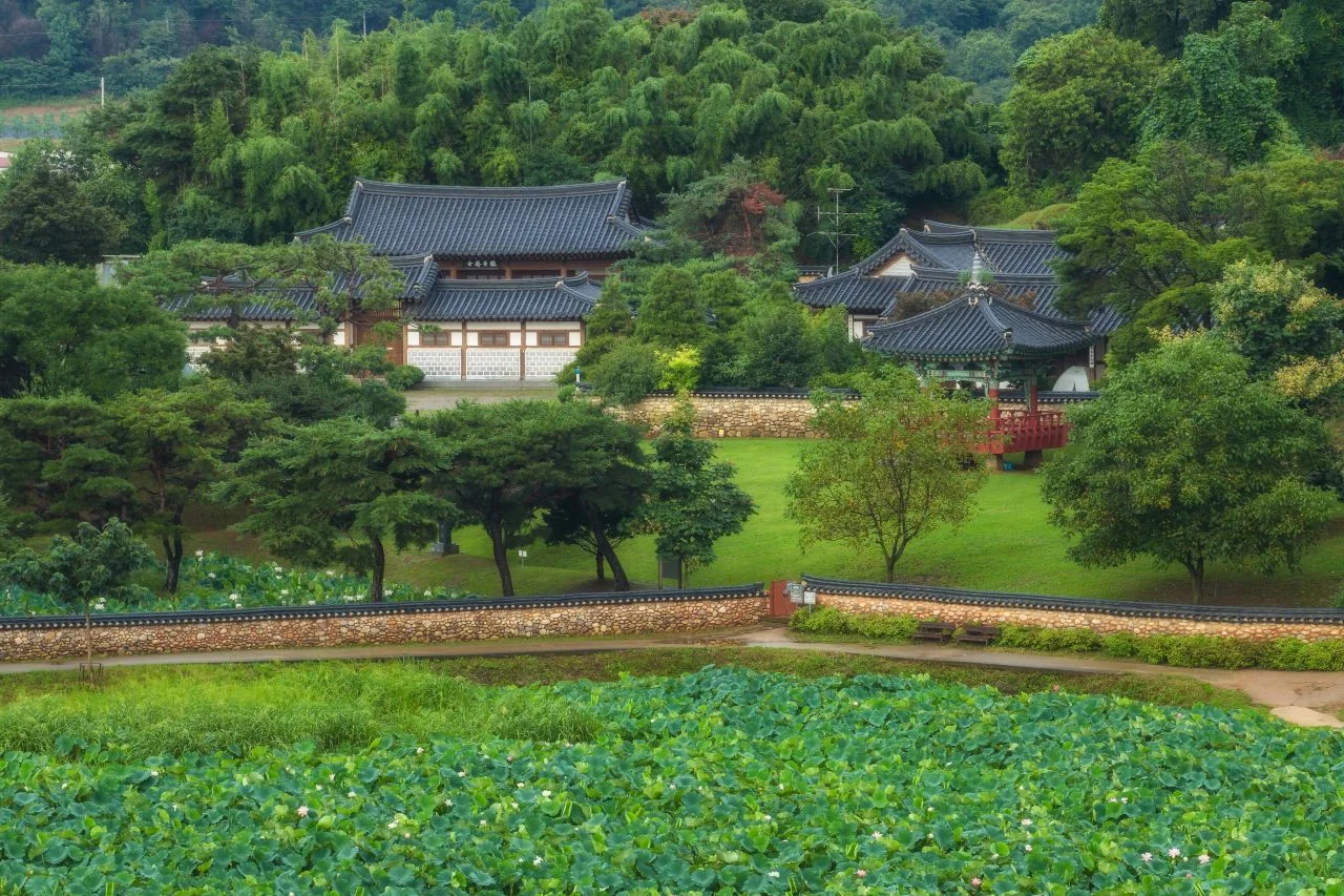 연꽃밭