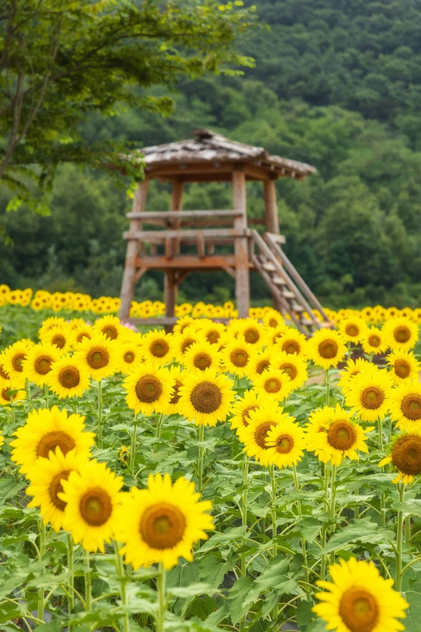 해바라기