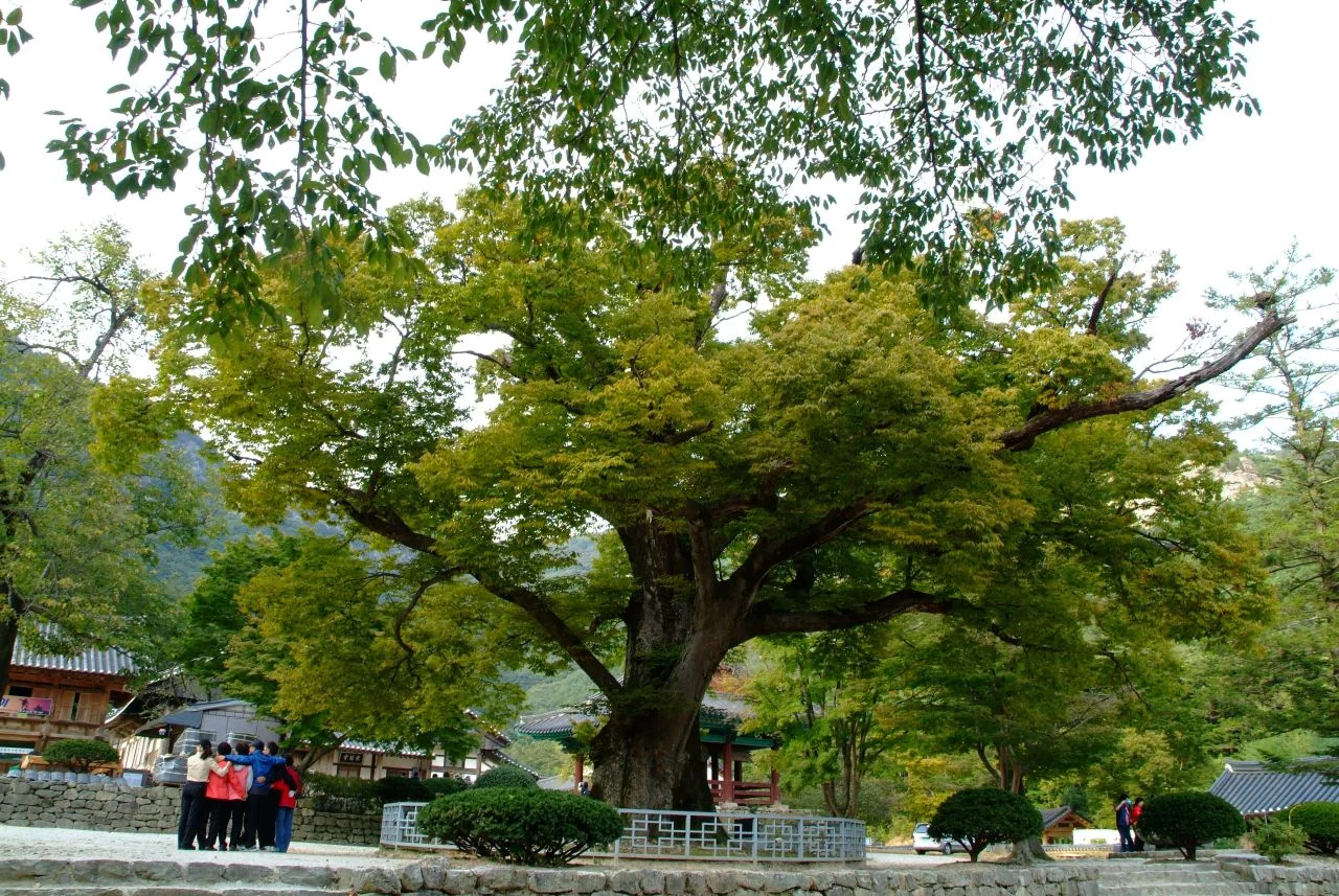 고목