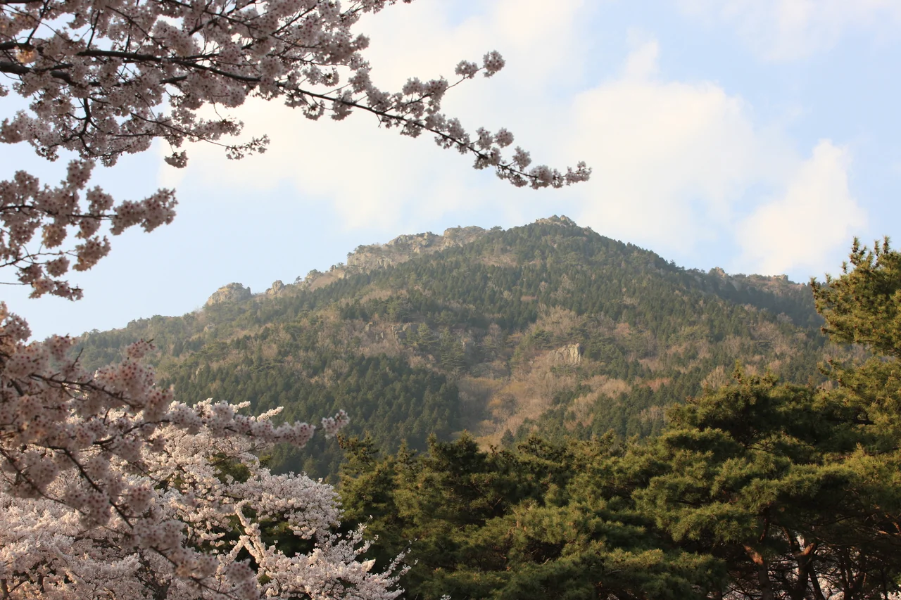 벚꽃