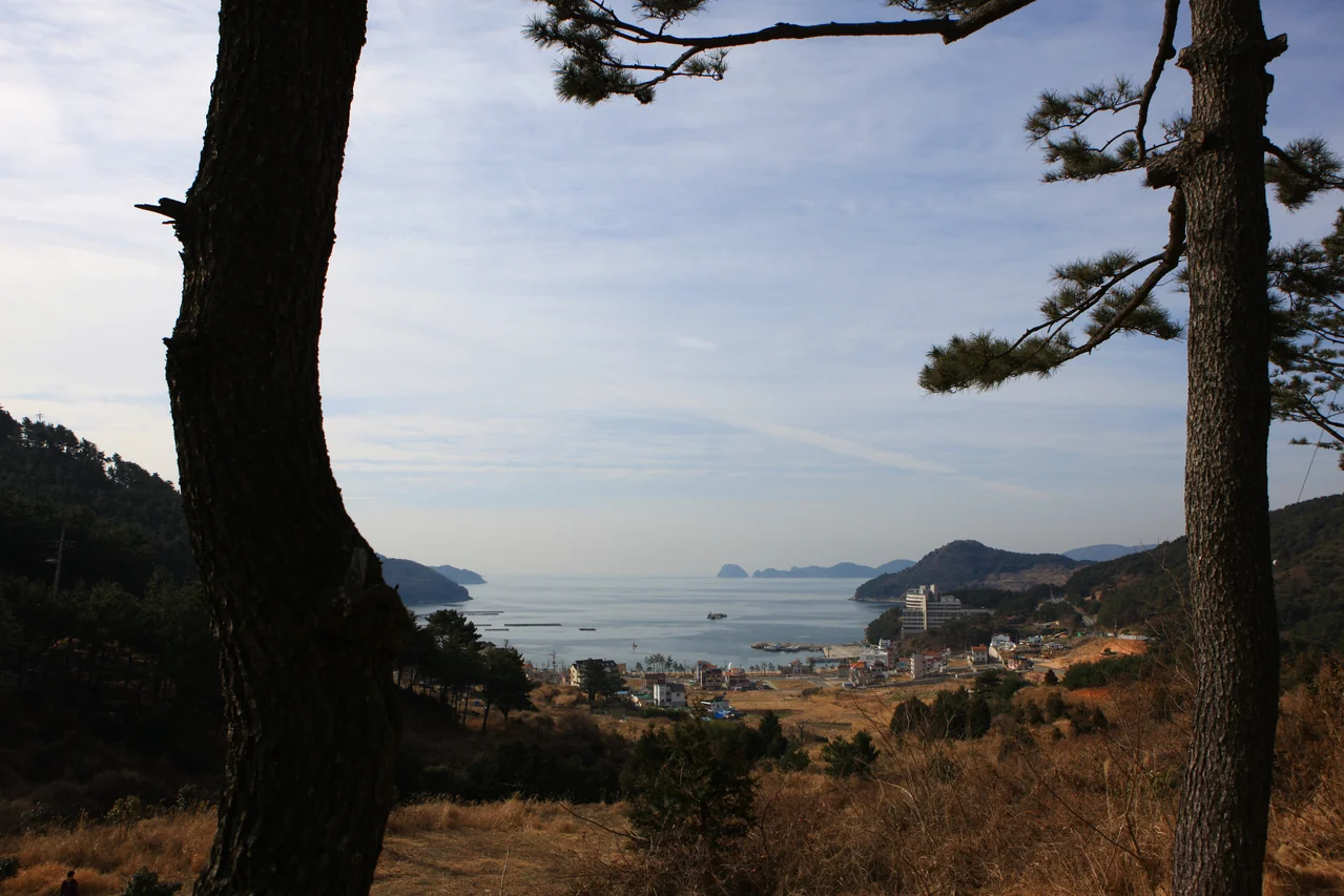 소나무