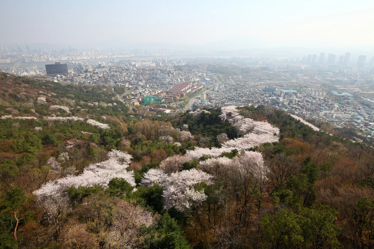벚나무 숲