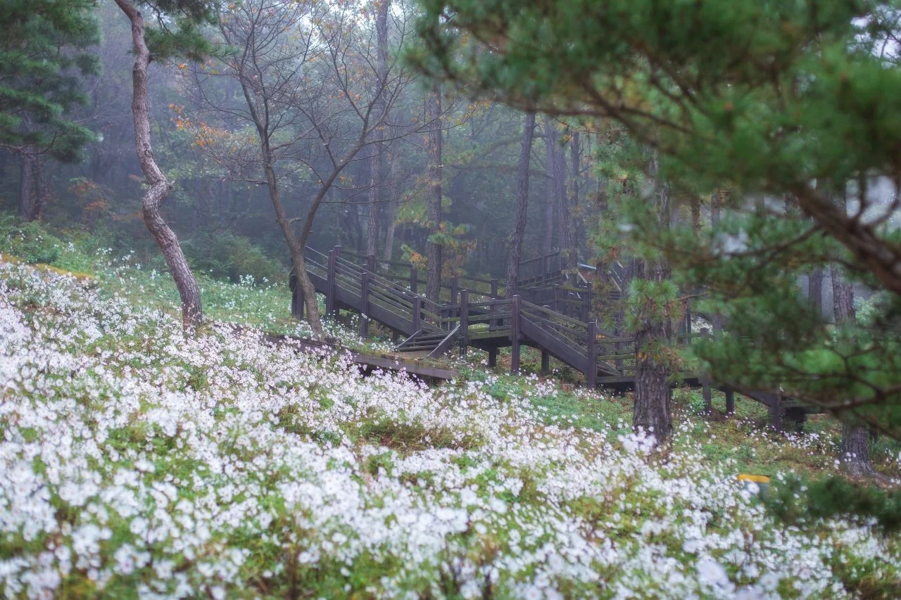 구절초