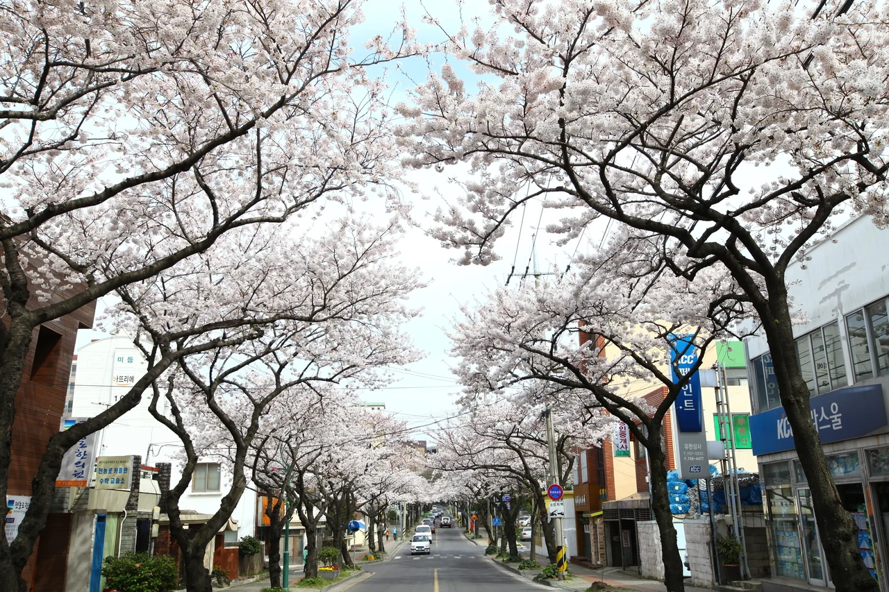 벚나무