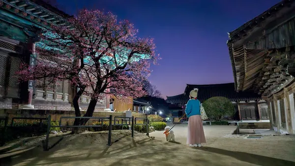 매화나무