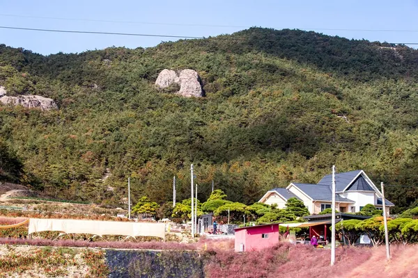 핑크뮬리