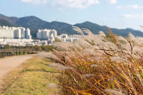 억새