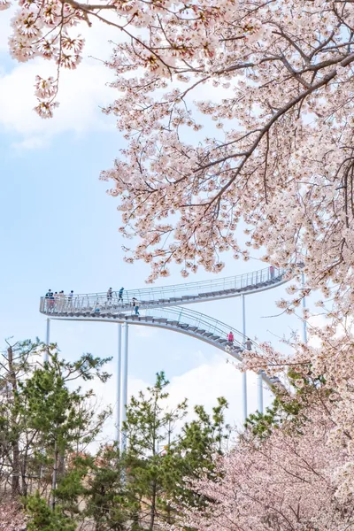 벚꽃