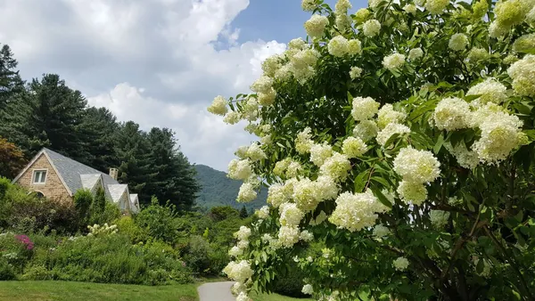 목수국