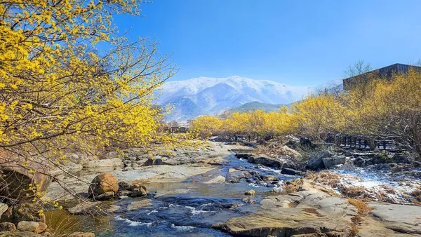 산수유꽃