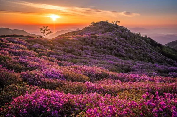 철쭉