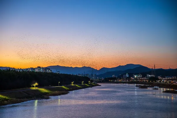 철새 떼