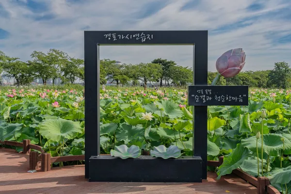 연꽃밭