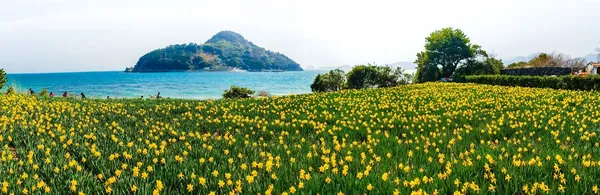 수선화